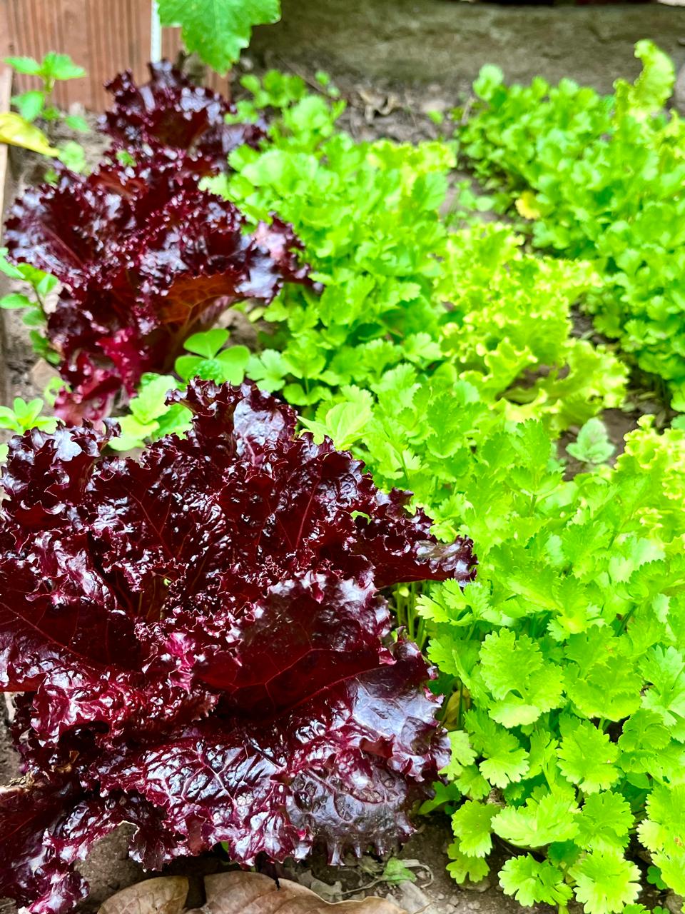Vegetables