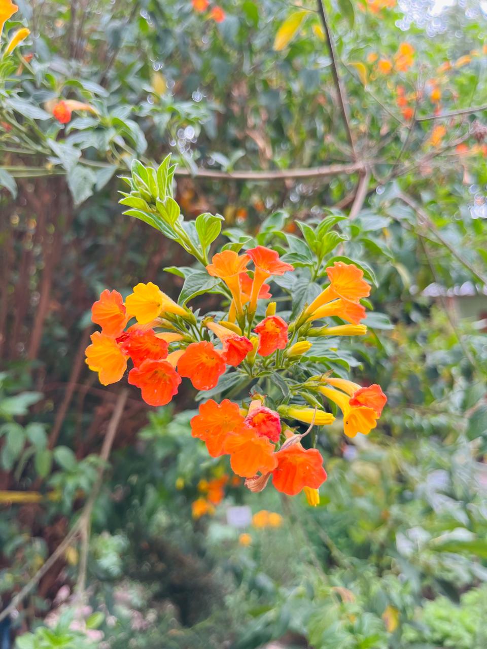 Floral Gardens