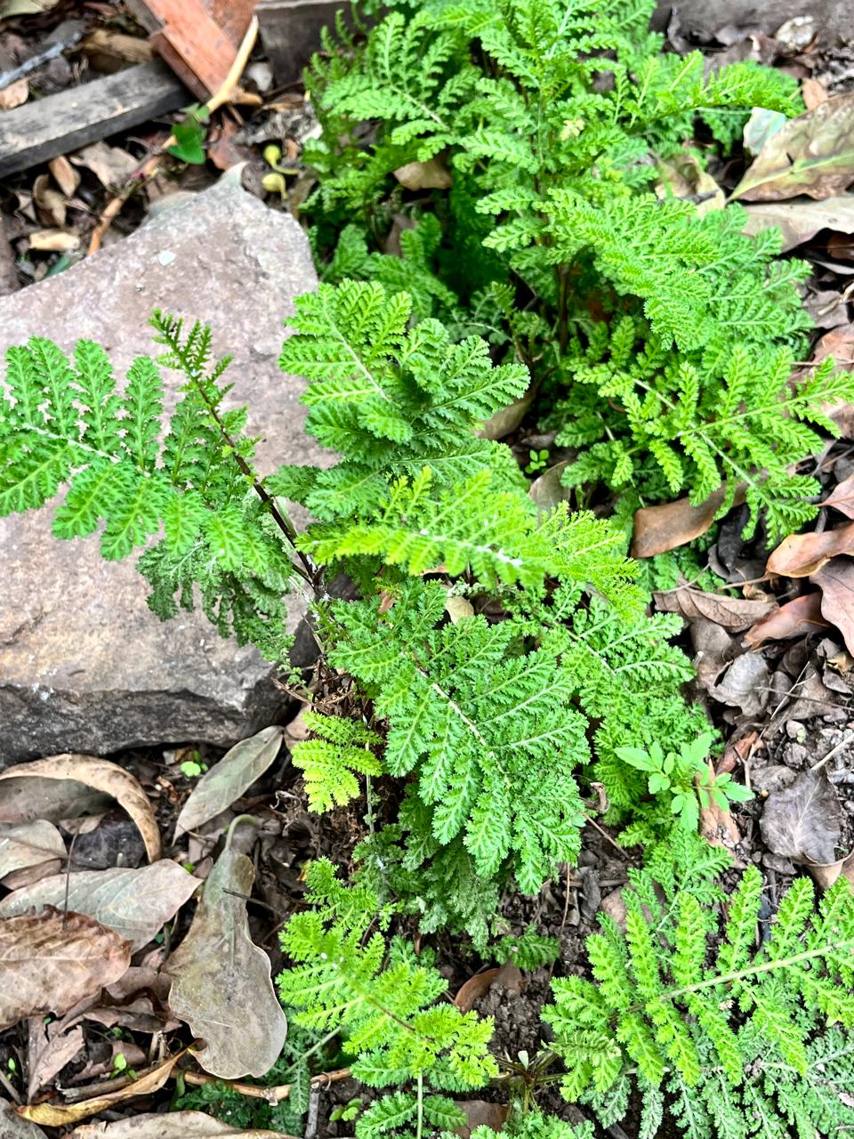 Medicinal Plants