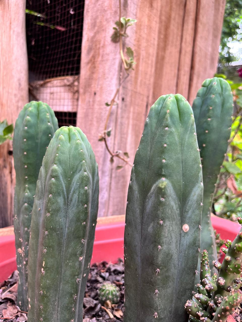 Cactuses